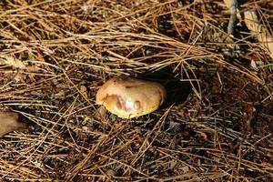 Pilze in einem Wald im Norden Israels. foto