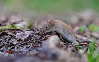 bankwühlmaus myodes glareolus, der über alten totholzzweig und blätter auf sommerwaldboden kriecht foto