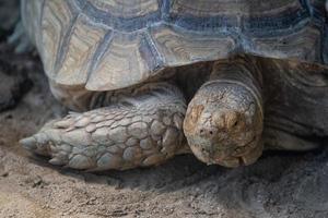 Nahaufnahme des Kopfes einer alten braunen Schildkröte, die im Käfig vor einem Besucherzentrum isst und geht. alte Schildkröten, die im Zoo im Käfig krabbeln. Amphibientier füttern.