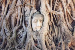Kopf eines steinernen Buddhas in den Baumwurzeln. wat mahathat, historischer park von ayutthaya. Ayutthaya, Thailand. foto