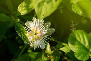 Passiflora foetida-Blume in voller Blüte foto