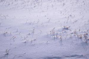 frischer Schnee mit Gras, das herausragt foto
