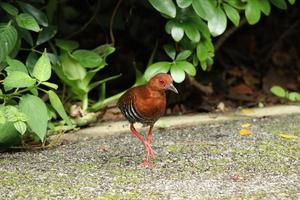 Red Legged Crake auf dem Boden foto