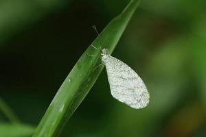 weißer Psyche-Schmetterling auf einer Blattspreite foto