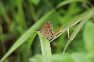 Buschbrauner Schmetterling in einem Park foto