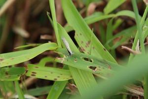 kleiner winziger grasblauer Schmetterling foto