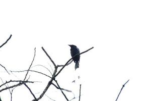 Drongo mit größerem Schlägerschwanz oben auf dem Baum foto