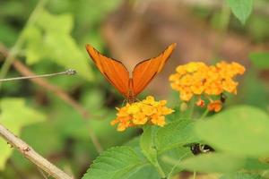 Julia-Schmetterling auf einer Blume, die sich von Nektar ernährt foto