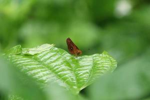 Schmetterlinge auf einem Blatt, die ins Leere starren foto