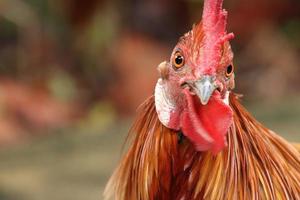 rotes Dschungelgeflügelhuhn, das die Kamera untersucht foto