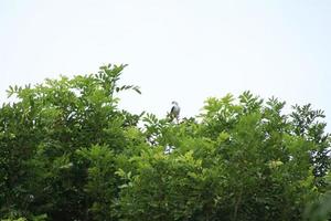 Raubvogel auf einer hohen Position foto