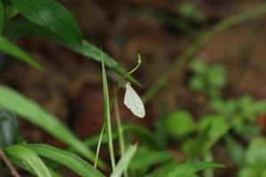 weißer Psyche-Schmetterling auf einer Blattspreite foto