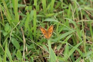 Tagpfauenauge Schmetterling auf einem Grashalm foto