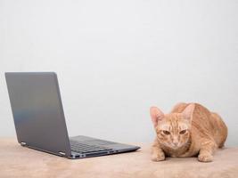 süße katze lag auf dem sofa mit laptop auf weißem wandhintergrund, arbeite vom konzept mit katze foto