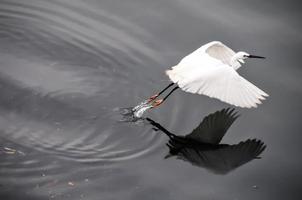 Kran fliegt weg foto