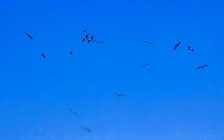 fregat vögel herde fliegen blauer himmel hintergrund puerto escondido mexiko. foto