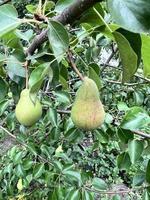 die Früchte einer grünen Birne im Garten auf einem Baum foto