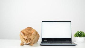 süße katze, die auf dem tisch mit laptop-weißem bildschirm liegt foto