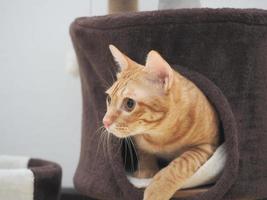 Nahaufnahme orangefarbene Katze in Katzenwohnung, die nach etwas sucht foto