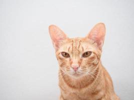 Closeup Gesicht der niedlichen Katze orange Farbe weißen Hintergrund isoliert foto