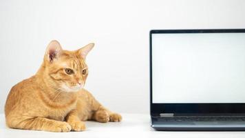 nahaufnahme der katze, die auf dem tisch mit dem weißen bildschirm des laptops liegt foto