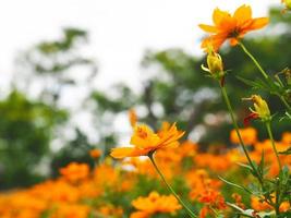 orangefarbene Blume in wunderschöner Natur und strahlender Sonnenschein mit verschwommenem orangefarbenem Blumenhintergrund foto