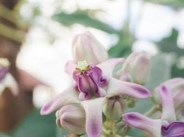 schöne blume lila farbe in der natur und bokeh hintergrund mit frischem sonnenschein, calotropis blume bunt foto