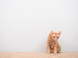 orangefarbene Katze, die zu Hause auf dem Sofa sitzt, weißer Hintergrund foto