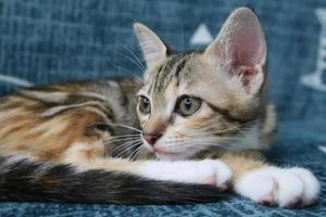 Nahaufnahme eines niedlichen Tabby-Kätzchens, das auf Blue Jeans-Hintergrund schläft, Vintage-Filter. Babykatze schläft. Haustier. junge Kätzchen. süße lustige katzen zu hause. foto