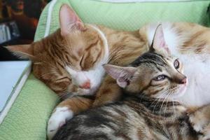 ein paar schlafende kätzchen, die sich am valentinstag verlieben. Familie schlafender Kätzchen umarmt und küsst sich. Katzen schlafen gemütlich zu Hause. 2 schläfrige Kätzchen mit Pfoten schlafen bequem foto
