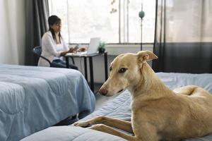 Hund auf dem Bett, der mit dem Besitzer, der zu Hause arbeitet, in die Kamera blickt. foto