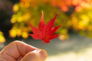 Hand, die einen Ahornblattbaum der roten Farbe mit Hintergrund des fallenden natürlichen Hintergrundahornbaums, Herbstkonzept hält foto