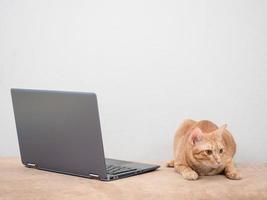 Katze mit Laptop auf Sofa auf weißem Wandhintergrund, Arbeit von zu Hause aus mit Katzenkonzept foto