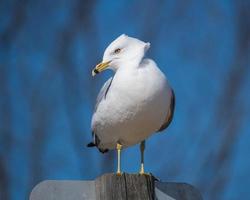 Möwe, die auf einem Pfosten in einem Park steht foto