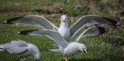 Möwe mit ausgebreiteten Flügeln, die andere Möwen schikanieren foto