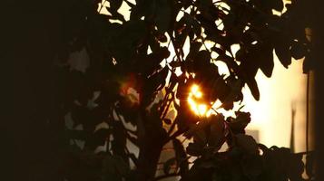 Sonne scheint durch Baumblätter im Garten im Freien in Karachi Pakistan 2022 foto