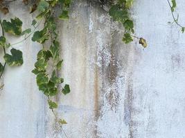 grüner Efeu an der Wand foto