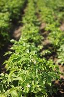 junge Kartoffelpflanze, die auf dem Boden wächst. Kartoffelbusch im Garten. Gesunde junge Kartoffelpflanze im Bio-Garten. biologischer Anbau. Feld der grünen Kartoffelbüsche. selektiver Fokus. Raum bewältigen foto