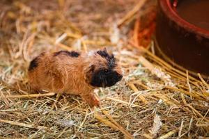 süßes rotes und weißes meerschweinchen auf der heunahaufnahme. kleines Haustier in seinem Haus. foto