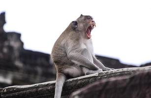 Der Affe in Angkor Wat, Siem Reap, Kambodscha foto