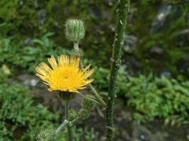 gelbe löwenzahnblume, die morgens blüht foto