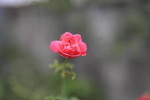 Schönes Blumenfeld im Garten mit verschwommenem Hintergrund foto