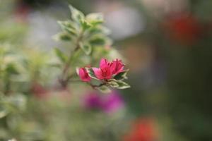 Schönes Blumenfeld im Garten mit verschwommenem Hintergrund foto