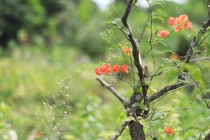 Schönes Blumenfeld im Garten mit verschwommenem Hintergrund foto