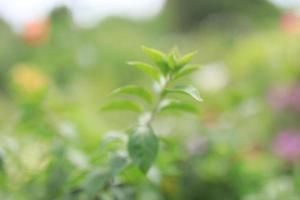 Schönes Blumenfeld im Garten mit verschwommenem Hintergrund foto