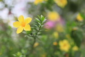 Schönes Blumenfeld im Garten mit verschwommenem Hintergrund foto