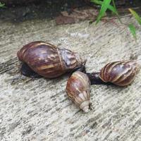 Schnecke im Garten foto