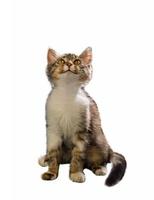 Ein graues, flauschiges Kätzchen sitzt und blickt auf einen isolierten weißen Hintergrund foto