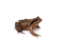 brauner Frosch auf einem weißen, isolierten Hintergrund foto