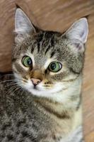lustige katze mit schrägen grünen augen schaut überrascht auf die kamera. Porträt eines Kätzchens, vertikales Foto
